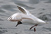 1cy Black-headed Gull in July. (85237 bytes)